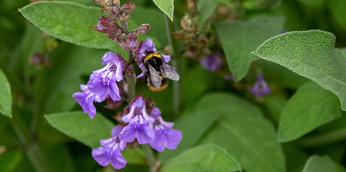 Salvia flor o que e